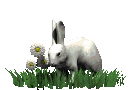 rabit